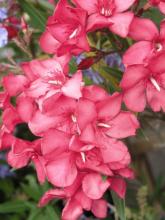 Oleander shrub with narrow leathery dark-green leaves arranged in pairs or whorls and terminal clusters of five-petaled pink flowers.
