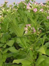 Cultivated tobacco (Nicotiana tabacum), a tall broad-leaved plant with sticky green stems, large oval leaves that partly clasp the stem, and terminal clusters of tubular pink flowers.