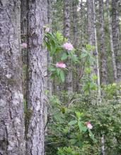 Pacific Rhododendron, an azalea-related toxic plant for pets