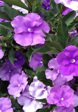Paraguayan Jasmine (Brunfelsia australis) shrub with oval green leaves, fragrant flowers fading from purple to lavender and white.