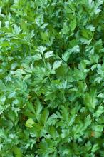 Garden parsley (Petroselinum crispum), a bright green biennial herb with dense curly or flat divided leaves and second-year flowering stems topped by small greenish-yellow compound umbels.