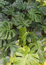 Red Emerald philodendron with glossy deep-green heart-shaped leaves, vivid red petioles and stems, and lime-green new foliage climbing a support.