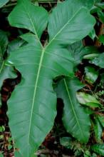 Panda or Horsehead Philodendron (Philodendron bipennifolium) climbing a support with glossy leathery olive-green leaves shaped like a horse’s head, fiddle, or saddle and long aerial roots along the stem.