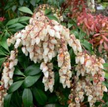 Pieris japonica.jpg
