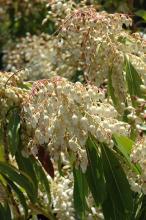 Japanese Pieris (Pieris japonica), a dense broadleaf evergreen shrub with glossy serrated dark green leaves, copper-red new growth, and drooping clusters of small white urn-shaped spring flowers