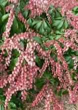 Japanese Pieris or Lily-of-the-Valley Bush with glossy leathery serrated evergreen leaves, reddish-bronze young foliage, and drooping branched clusters of small white or pink urn-shaped flowers.
