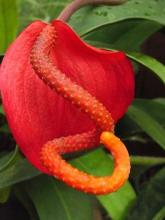 Pigtail Plant (Anthurium scherzerianum), a compact tropical plant with narrow glossy dark green leaves and a bright red waxy spathe surrounding a distinctive curled orange-red corkscrew-shaped spadix