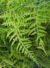 Sprenger Asparagus Fern (Asparagus aethiopicus ‘Sprengeri’), sometimes mislabeled Plumosa Fern, with long arching thorny stems, clusters of narrow bright green leaf-like cladodes, small white flowers, and round red berries