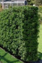 Buddhist Pine, Podocarpus macrophyllus, a toxic yew-pine ornamental plant for pets
