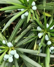 Buddhist Pine with dense evergreen branches, narrow leathery dark green strap-shaped leaves, and blue-black seeds. 