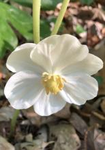 Mayapple or Podophyllum peltatum growing in a woodland colony, with upright stems supporting one or two large umbrella-shaped deeply lobed leaves, a single nodding white flower beneath paired leaves, and an oval green fruit that ripens yellow.