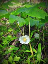 Podophyllum-peltatum
