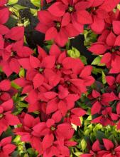 Potted Poinsettia or Euphorbia pulcherrima with dark green leaves, broad red bracts surrounding small yellow-green central cyathia, and branching green stems.