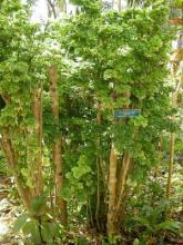 Coffee Tree, Polyscias guilfoylei, a saponin-containing Aralia houseplant toxic to pets