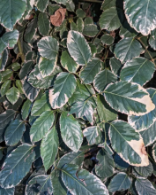 Geranium-Leaf Aralia or Coffee Tree with upright woody stems and glossy pinnately compound leaves divided into rounded, irregularly toothed green leaflets edged in cream-white