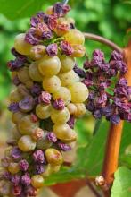 Fresh green and purple grapes beside concentrated dried raisins, all of which can cause acute kidney injury in dogs.