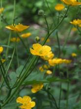 Cluster of glossy yellow buttercup flowers above deeply divided green leaves growing among pasture grass