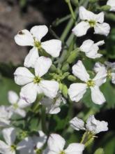 Wild Radish (Raphanus raphanistrum) with coarse lobed hairy leaves, branching bristly stems, four-petaled white to pale-yellow flowers marked by dark purple veins, and narrow beaked seed pods constricted into distinct joints between the seeds.