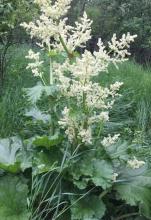 Mature rhubarb, Rheum rhabarbarum, with a dense crown of very large crinkled triangular green leaf blades on thick red and green fleshy petioles and a tall branching flower stalk bearing clusters of small greenish-white flowers.