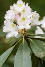 Rosebay rhododendron, Rhododendron maximum, forming a large evergreen thicket with long leathery dark-green leaves and terminal clusters of pale pink to white bell-shaped flowers.