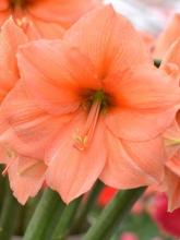 Ridderstjerne or cultivated Hippeastrum with a large exposed bulb, broad strap-shaped green leaves, a thick leafless flower stalk, and several trumpet-shaped red flowers.