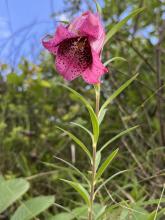 Rubrum lily, Lilium speciosum ‘Rubrum’, with fragrant downward-facing flowers, strongly recurved white-edged raspberry-pink tepals, dark crimson spots, prominent stamens, and narrow leaves along an upright stem.