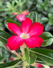 Sabi Star or Desert Rose, Adenium obesum, with a thick swollen caudex, smooth gray branching stems, clusters of leathery green leaves, and trumpet-shaped pink flowers with pale centers.