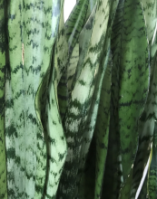 Snake Plant, Dracaena trifasciata, formerly Sansevieria trifasciata, growing as a dense clump of stiff upright sword-shaped leaves with dark green and pale gray-green horizontal banding.