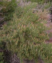 Black Greasewood, Sarcobatus vermiculatus, an erect spiny desert shrub with pale gray bark, rigid branches, bright green narrow fleshy leaves, cone-like male flower spikes, and tan winged fruits growing on an alkaline flat