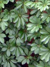 Dwarf schefflera (Heptapleurum arboricola), an evergreen shrub with glossy palmately compound leaves divided into seven to nine oval leaflets radiating like umbrella spokes.