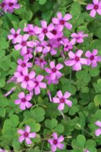Purple and green Oxalis shamrock plants with triangular or heart-shaped leaflets, delicate five-petaled white and pink flowers, slender leaf stalks, and small underground bulbs or rhizomes.