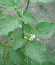 Representative wild Solanum nightshade plant with green leaves, star-shaped purple flowers with yellow anthers, and clusters of berries at green and ripe stages