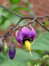 Climbing Nightshade, Solanum dulcamara, a solanine-containing toxic vine for pets and livestock