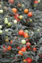 Ornamental Pepper (Solanum pseudocapsicum L.) shown for identification in the PAWS pet plant safety guide.