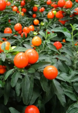Winter cherry or Jerusalem cherry (Solanum pseudocapsicum), a compact bushy nightshade with dark green slightly wavy leaves, small white star-shaped flowers with yellow anthers, and round fruits ripening from green through yellow and orange to glossy red.