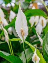 Peace Lily (Spathiphyllum) with a dense clump of glossy dark green lance-shaped leaves and upright white sail-like spathes surrounding cream-colored flower-bearing spadices