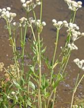 White heads or ranger’s buttons (Angelica capitellata) growing as a tall wet-meadow perennial with stout upright stems, large divided leaves, and compound umbels ending in dense round clusters of tiny white fuzzy-looking flowers.
