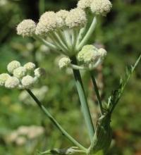Ranger’s button, Angelica capitellata, with tall hollow stems, divided leaves, and compound umbels ending in distinctive round white woolly flower heads.