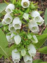Staggerbush, Lyonia mariana, growing as an upright deciduous shrub with simple leathery green leaves, reddish flower buds, hanging clusters of white to pale pink tubular flowers, and small dry brown capsules.