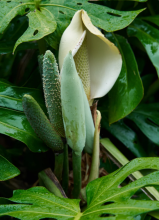 Swiss cheese plant (Monstera deliciosa), a tropical climbing aroid with thick stems, cordlike aerial roots, and enormous glossy heart-shaped green leaves divided by deep splits and natural oval holes.