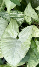 Nephthytis or Arrowhead Vine (Syngonium podophyllum), a tropical climbing houseplant with green arrowhead-shaped juvenile leaves, distinct basal lobes, slender trailing stems, and aerial roots growing from the stem nodes