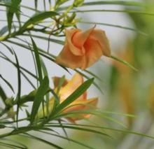 Yellow oleander or lucky-nut tree (Cascabela thevetia, formerly Thevetia peruviana) with narrow glossy willow-like leaves, milky sap, clusters of yellow funnel-shaped flowers, and angular green fruits that mature to dark brown or black and contain highly poisonous seeds.