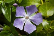Blue Periwinkle, Vinca major, a vinca-alkaloid toxic groundcover plant for pets