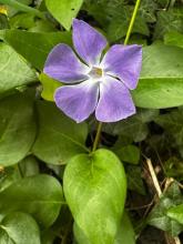 Blue Periwinkle groundcover with long trailing stems, opposite glossy oval leaves with finely hairy margins, and large blue-violet five-lobed pinwheel-shaped flowers