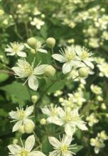 Virgin’s Bower (Clematis virginiana), a climbing native vine with opposite compound leaves divided into three coarsely toothed leaflets, branching clusters of small white four-sepaled flowers, and fluffy silver-gray seed heads with long feathery styles.