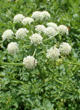 Water dropwort (Oenanthe species) growing at a wet ditch margin with hollow upright stems, divided celery-like green leaves, and compound umbrella-shaped clusters of small white flowers.