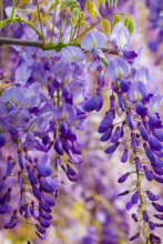 Wisteria vine with twisting woody stems, pinnately compound green leaves, long hanging clusters of violet pea-shaped flowers, and velvety brown bean-like seed pods containing large flat seeds.