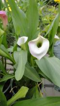Arum lily with a large white funnel-shaped spathe surrounding a yellow spadix above glossy arrow-shaped leaves
