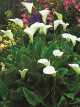 Calla Lily, Zantedeschia aethiopica, a calcium-oxalate toxic ornamental plant for pets