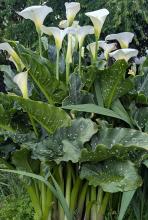 Florist’s Calla, Zantedeschia aethiopica, with large arrow-shaped green leaves and a white funnel-shaped spathe surrounding a yellow spadix